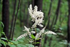 Actaea dahurica