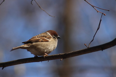 Passer montanus