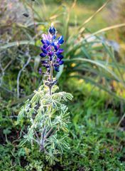 Lupinus pilosus