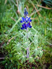 Lupinus pilosus