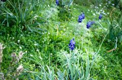 Lupinus pilosus