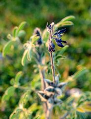 Lupinus pilosus