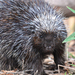 North American Porcupine - Photo (c) Don Kemball, some rights reserved (CC BY-NC), uploaded by Don Kemball