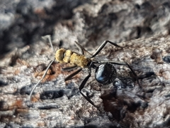 Polyrhachis semiaurata
