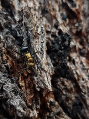 Polyrhachis semiaurata