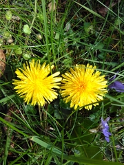 Taraxacum officinale
