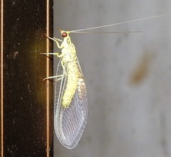 Italochrysa insignis