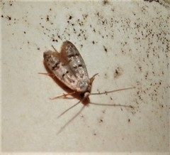 Scatochresis innumera