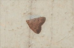 Tolpiodes oligolasia