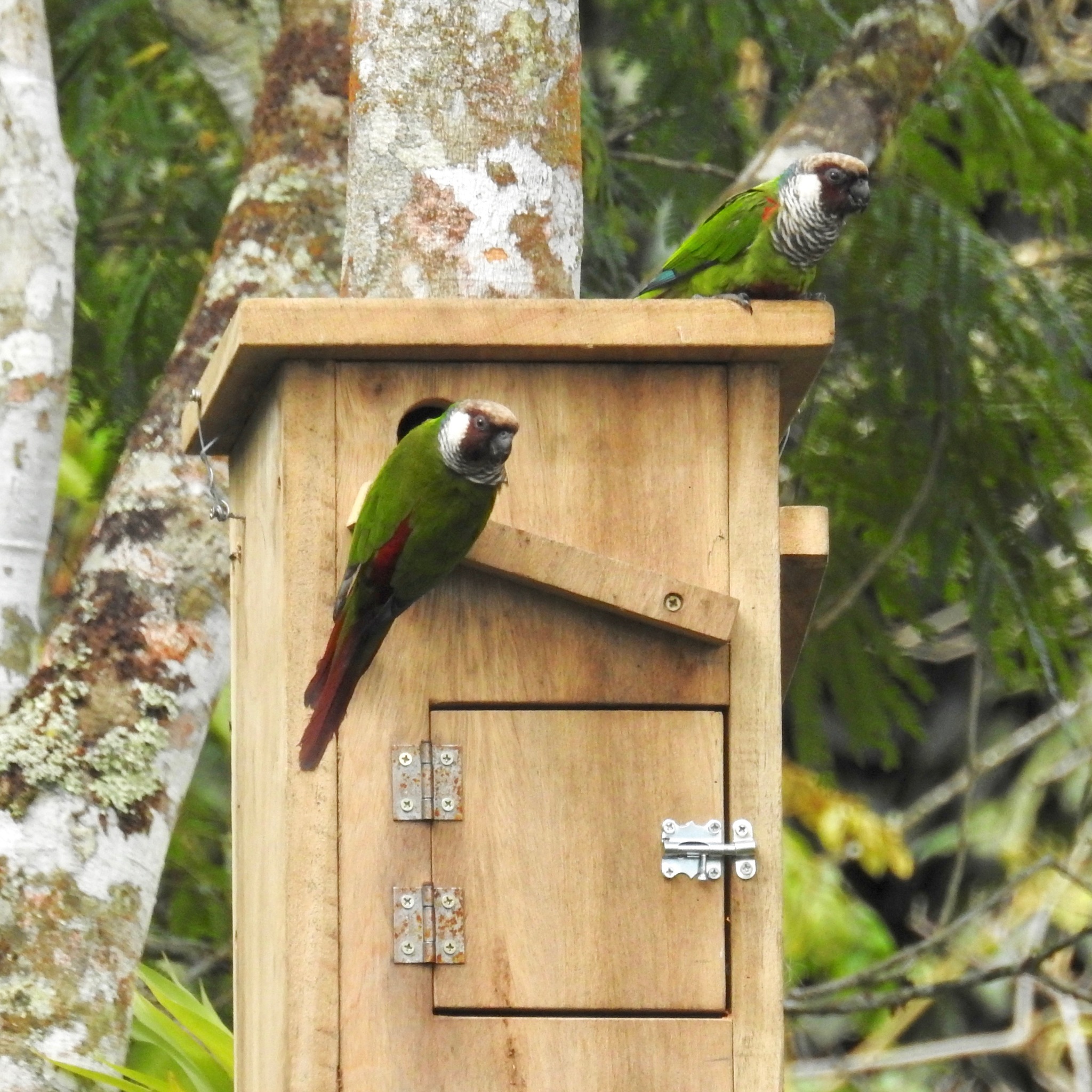 Grey-breasted Parakeet (Pyrrhura griseipectus), photo 8