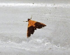 Agrotera basinotata