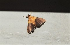 Agrotera basinotata