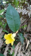 Magnoliopsida