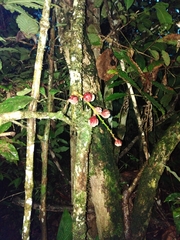 Guarea macrophylla