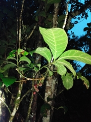 Guarea macrophylla