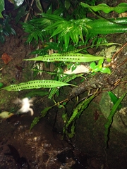 Microgramma percussa