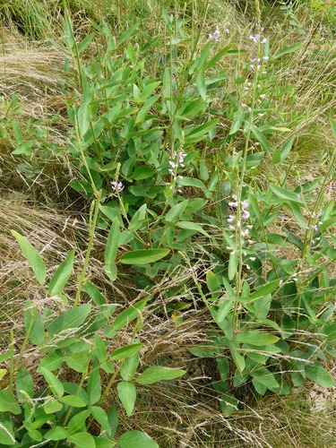 Desmodium illinoense iNat (2)