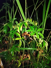 Distimake dissectus edentatus