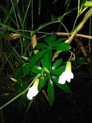 Distimake dissectus edentatus