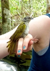 Arremonops chloronotus