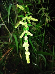 Magnoliopsida