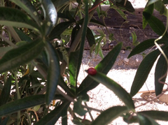 Coccinella septempunctata