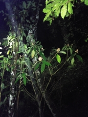 Miconia melastomoides