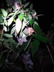 Miconia melastomoides