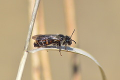 Andrena ventralis
