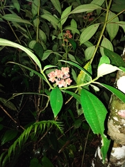 Miconia melastomoides