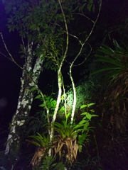 Vriesea rubroviridis