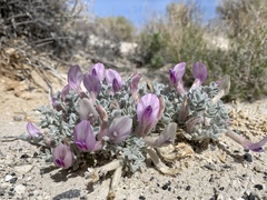 Astragalus phoenix