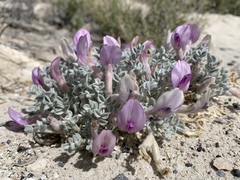 Astragalus phoenix