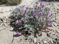 Astragalus phoenix