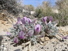 Astragalus phoenix