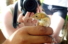 Ramphocaenus melanurus