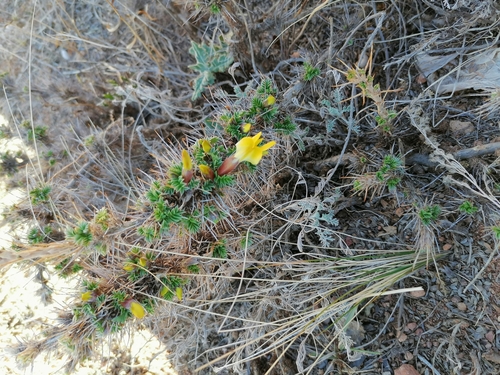 Image of Caragana Acanthophylla (Caragana acanthophylla) by (c) tetyanakuchma, some rights reserved (CC BY)