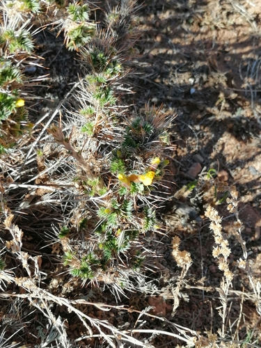 Image of Caragana Acanthophylla (Caragana acanthophylla) by (c) tetyanakuchma, some rights reserved (CC BY)
