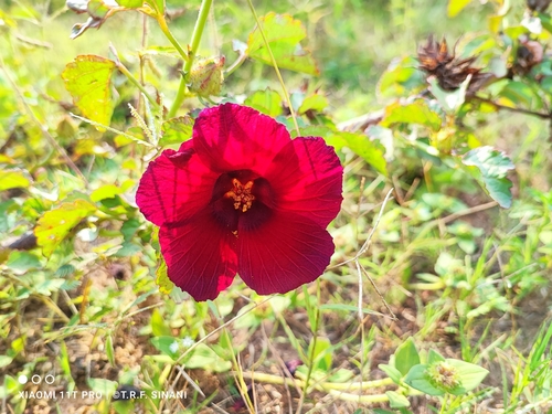 Image of Hibiscus radiatus by (c) Thomaz Ricardo Favreto Sinani, some rights reserved (CC BY)