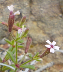 Silene sedoides