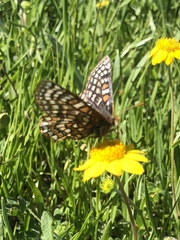 Euphydryas editha bayensis