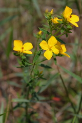 Rhexia lutea