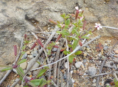 Silene sedoides