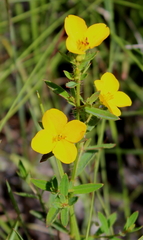 Rhexia lutea