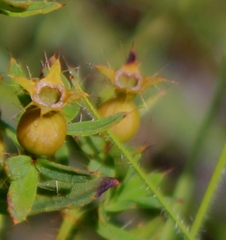 Rhexia lutea