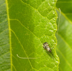 Adela paludicolella