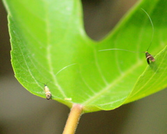 Adela paludicolella