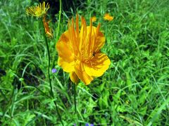Trollius chinensis