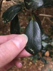 Angiospermae