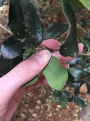 Angiospermae